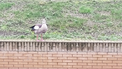 Alopochen aegyptiaca