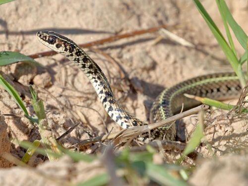 Photo of a Fronted Ground Snake (Lygophis flavifrenatus)