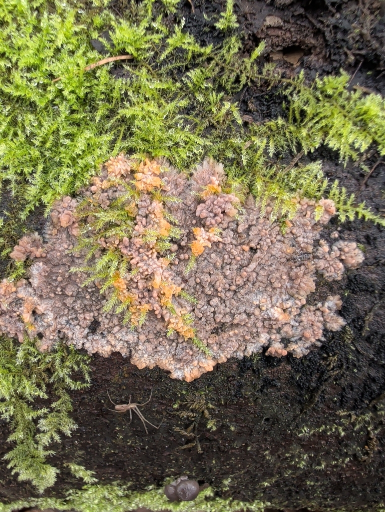 Phlebia radiata · December 2025 · photo: © vincent_b (iNaturalist, cc-by)