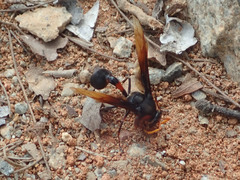 Delta pyriforme circinale