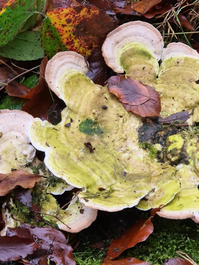 Trametes gibbosa · December 2025 · photo: © mattnewnham (iNaturalist, cc0)