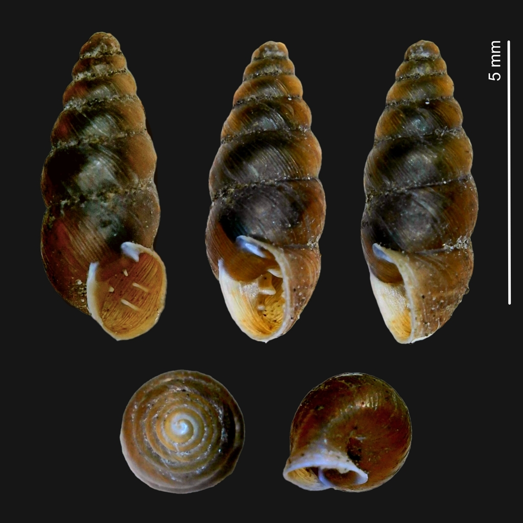Chondrina feneriensis