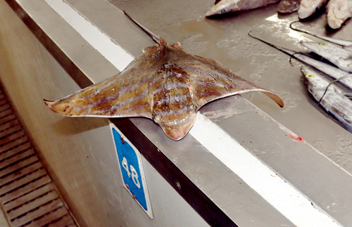 Gestreepte adelaarsrog (Aetomylaeus nichofii) — Myliobatidae — 4