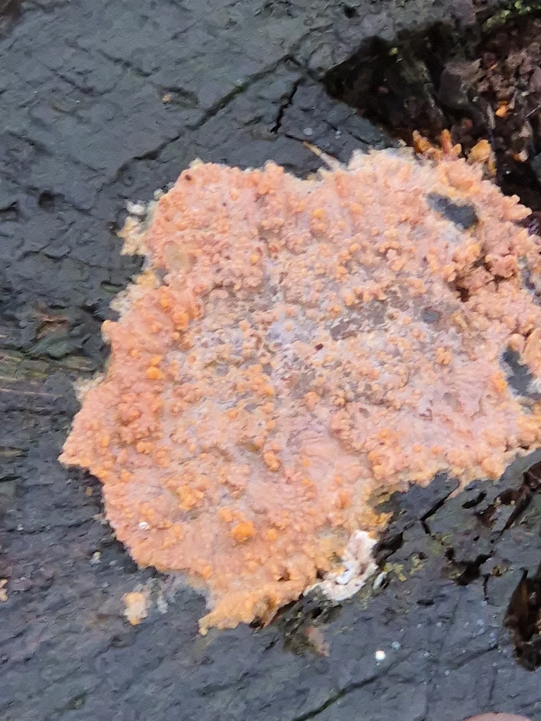 Phlebia radiata