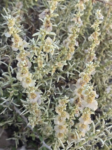 Soda oppositifolia