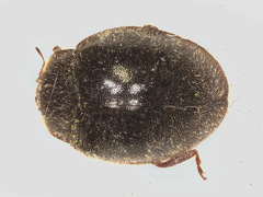 Rhyzobius ventralis