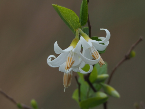 Styrax faberi, photograph 2