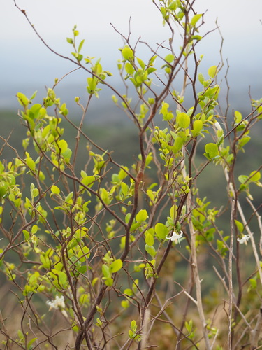 Styrax faberi, photograph 3
