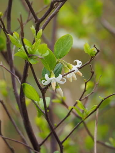 Styrax faberi, photograph 4
