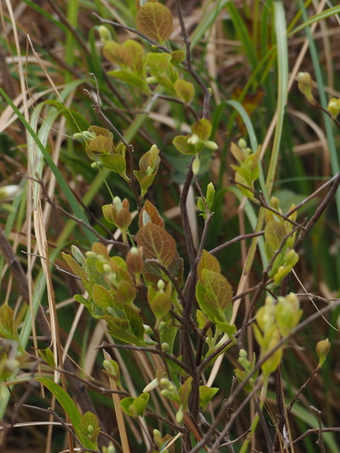 Styrax faberi, photograph 6