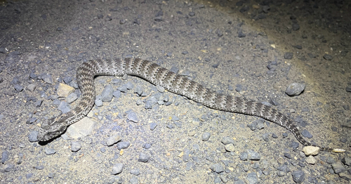 Southern Death Adder sighting