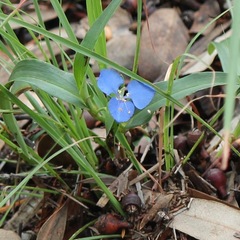 Commelina lanceolata