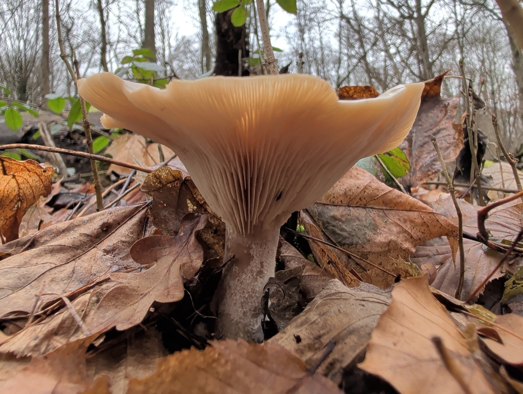 Clitocybe nebularis · December 2025 · photo: © vincent_b (iNaturalist, cc-by)