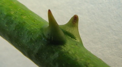 Zanthoxylum petiolare