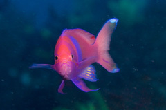 Pseudanthias pleurotaenia