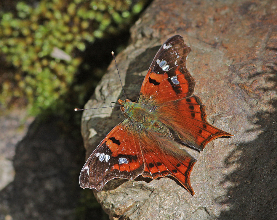 Hypanartia lindigii