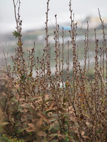 Image of Lindera glauca by no rights reserved