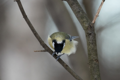 Parus major