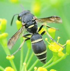 Parancistrocerus pensylvanicus
