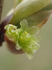 Lindera glauca
