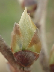 Lindera glauca