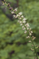 Actaea simplex