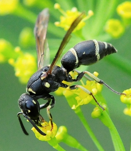 Pennsylvania Mason Wasp (Parancistrocerus pensylvanicus) · iNaturalist ...