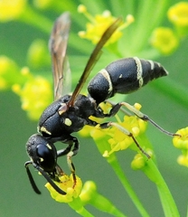 Parancistrocerus pensylvanicus