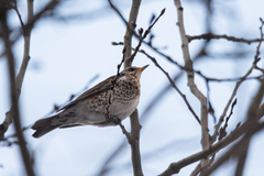 Turdus pilaris