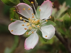 Prunus pogonostyla