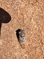Burbunga hillieri