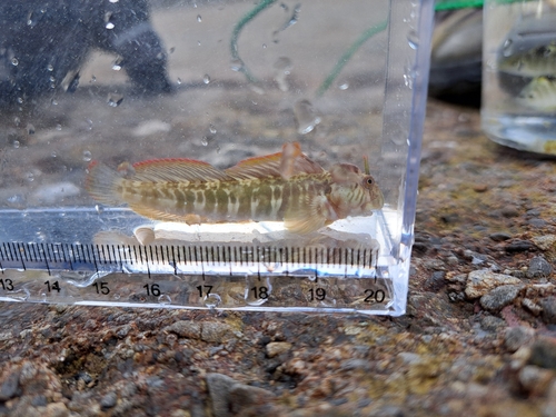 Tanega rockskipper (Praealticus tanegasimae) — Blenniidae — 5