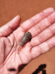 Burbunga hillieri