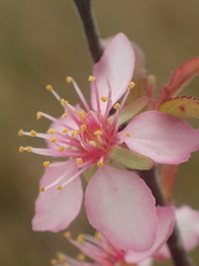 Prunus pogonostyla