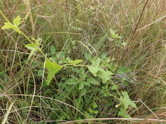 Solena amplexicaulis