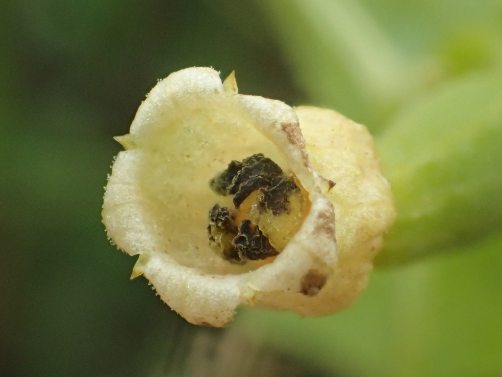 Solena amplexicaulis (Solena amplexicaulis)