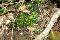 Rhodobryum umbraculum
