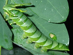 Polyura hebe