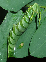 Polyura hebe