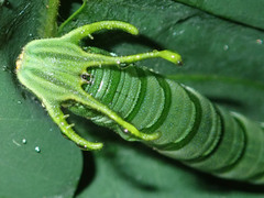 Polyura hebe