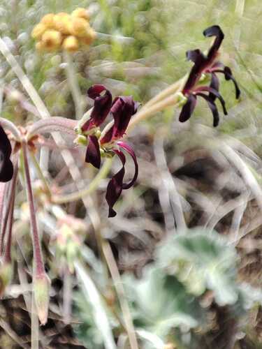 Black Pelargonium