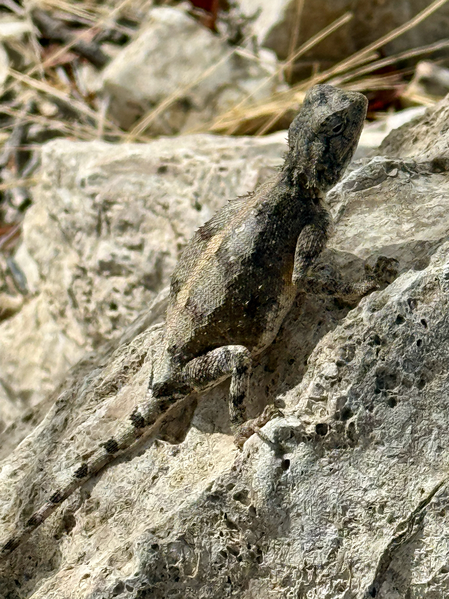 Agama anchietae Bocage, 1896
