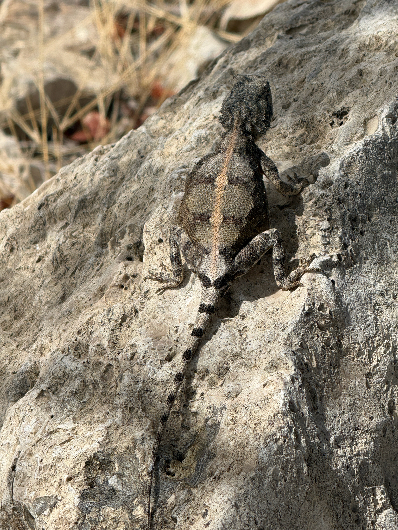 Agama anchietae Bocage, 1896