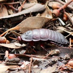Parapanesthia gigantea