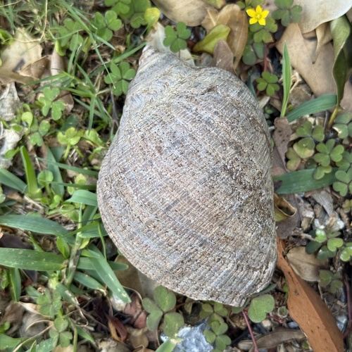 Purpura persica observed 2025-12-16