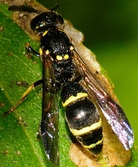 Symmorphus canadensis