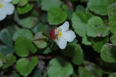 Torenia polygonoides