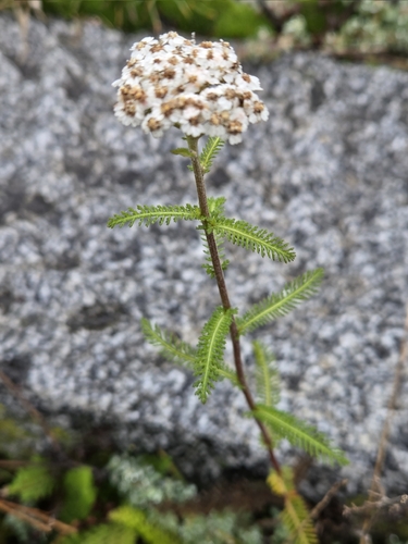 Achillea collina