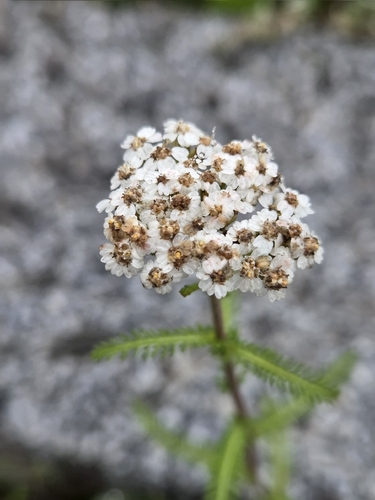 Achillea collina, photograph 2