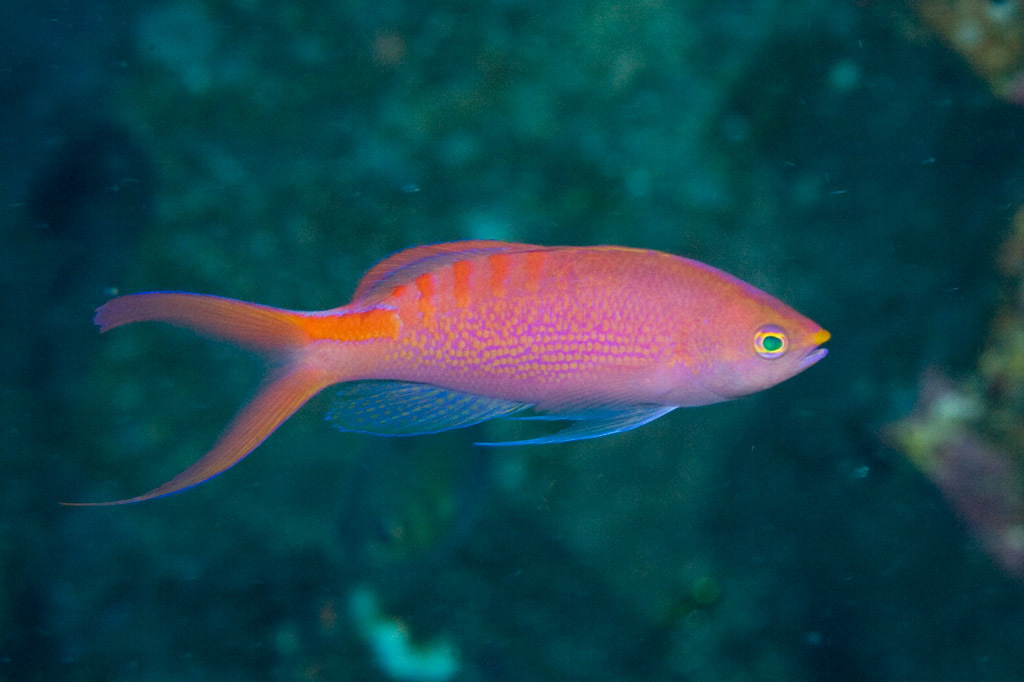 Pyronotanthias lori
